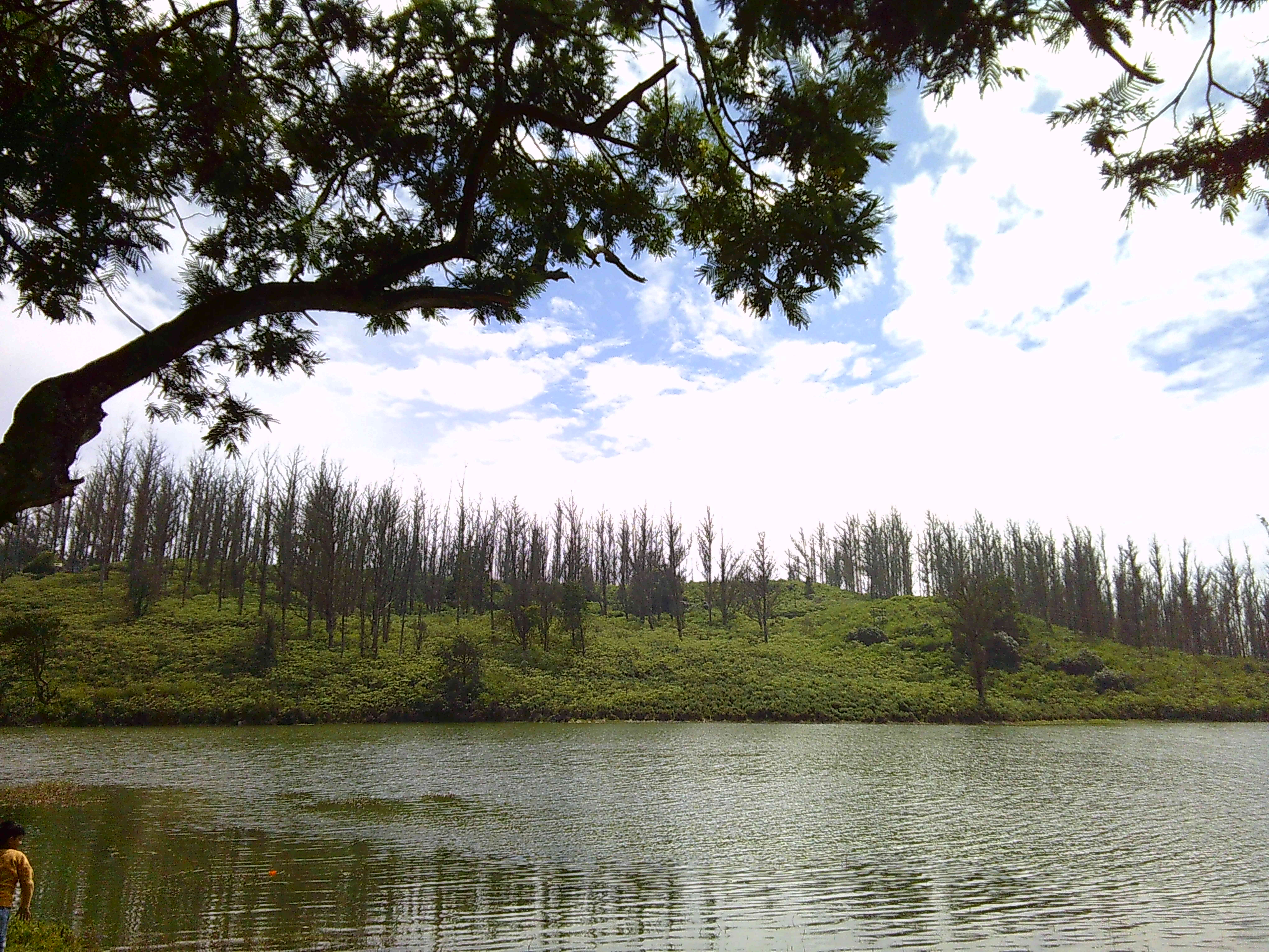 Sweet Potato Chocolate Cake